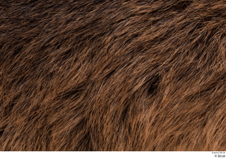 Nutria back fur 0004.jpg